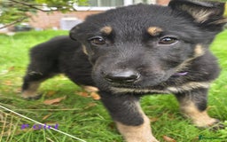 German Shepherd dogs for sale: Beautiful German shepherd puppies  - Image 2