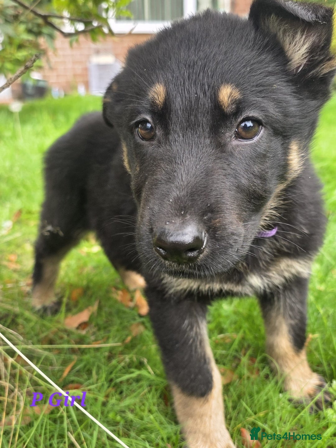 German Shepherd dogs for sale: Beautiful German shepherd puppies  - Image 2