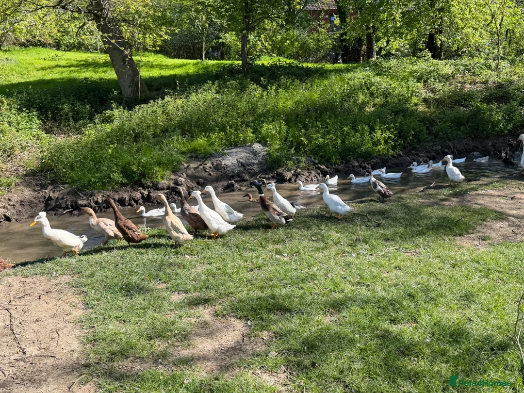 Ducks poultry for sale: Point of lay Indian Runner, Cherry Valley, Khakis  - Advert 1