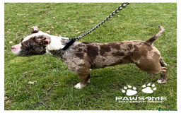 American Bully dogs for sale: Merle Pocket Bully - Image 4