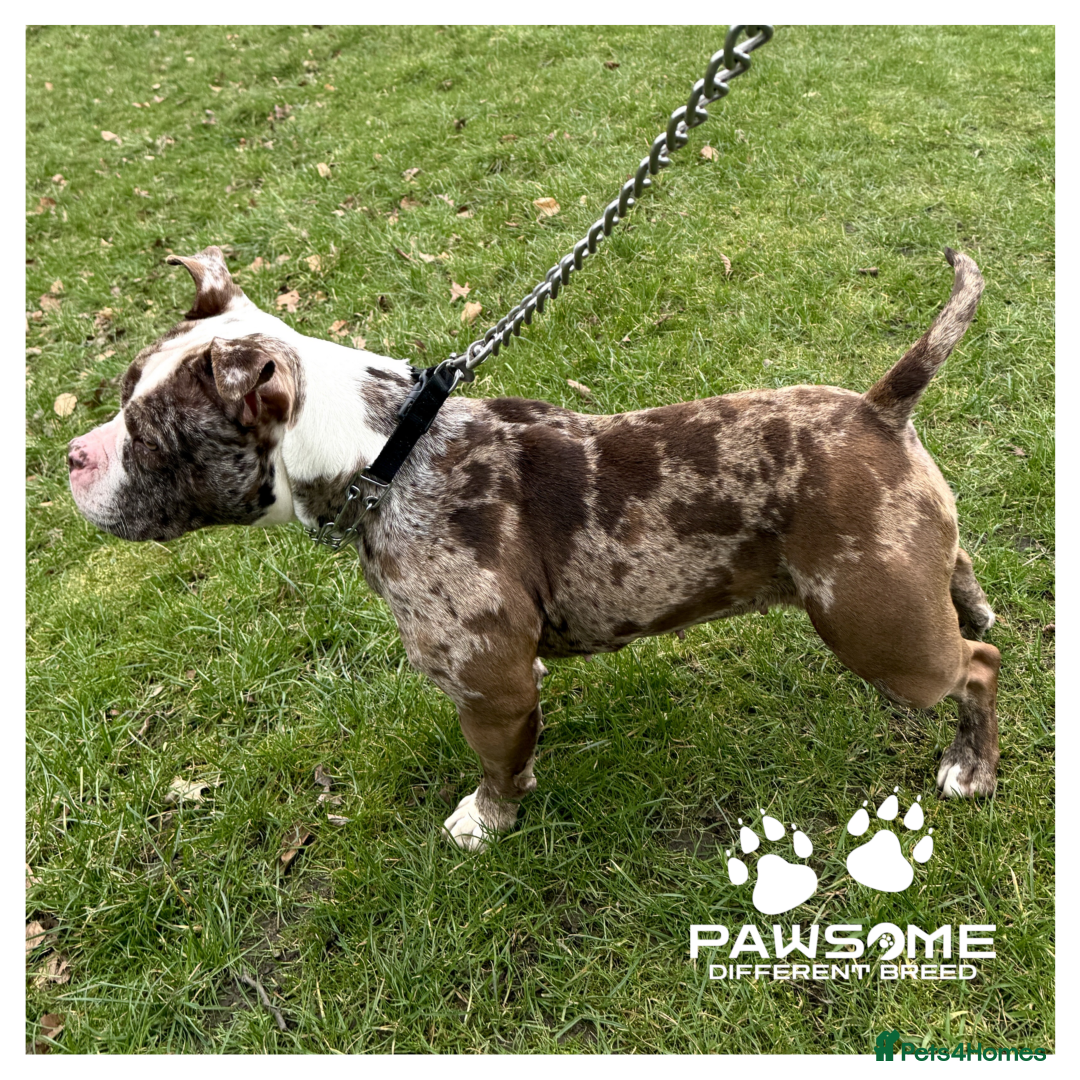 American Bully dogs for sale: Merle Pocket Bully - Image 4