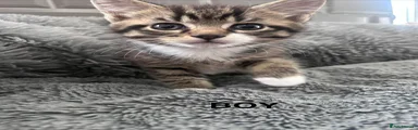 Mixed Breed Kitten 1