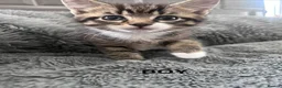 Mixed Breed cats for sale: Kittens 1/4 Maine coon.7 weeks and ready to leave. - Advert 5