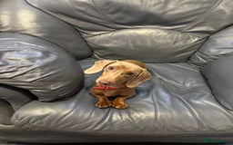 Miniature Dachshund dogs for sale: Miniature dachshund  - Image 3