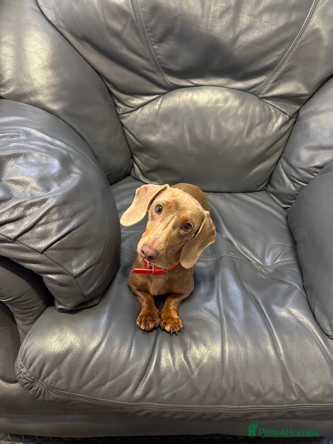 Miniature Dachshund dogs for sale: Miniature dachshund  - Image 3