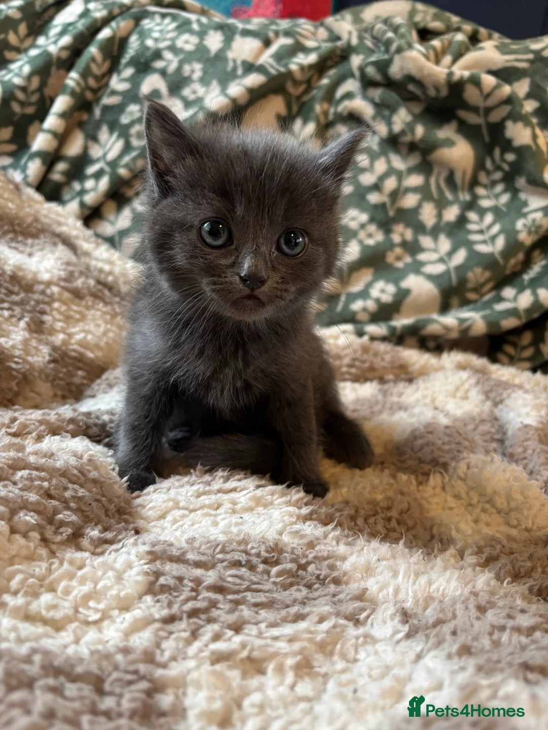 Ragdoll cats for sale: 4 bundles of Ragdoll x joy - Advert 3