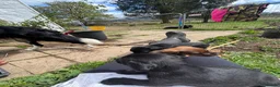 Mixed Breed dogs for sale: Cocker Spaniel/Patterdale terrier  in Killin - Advert 5