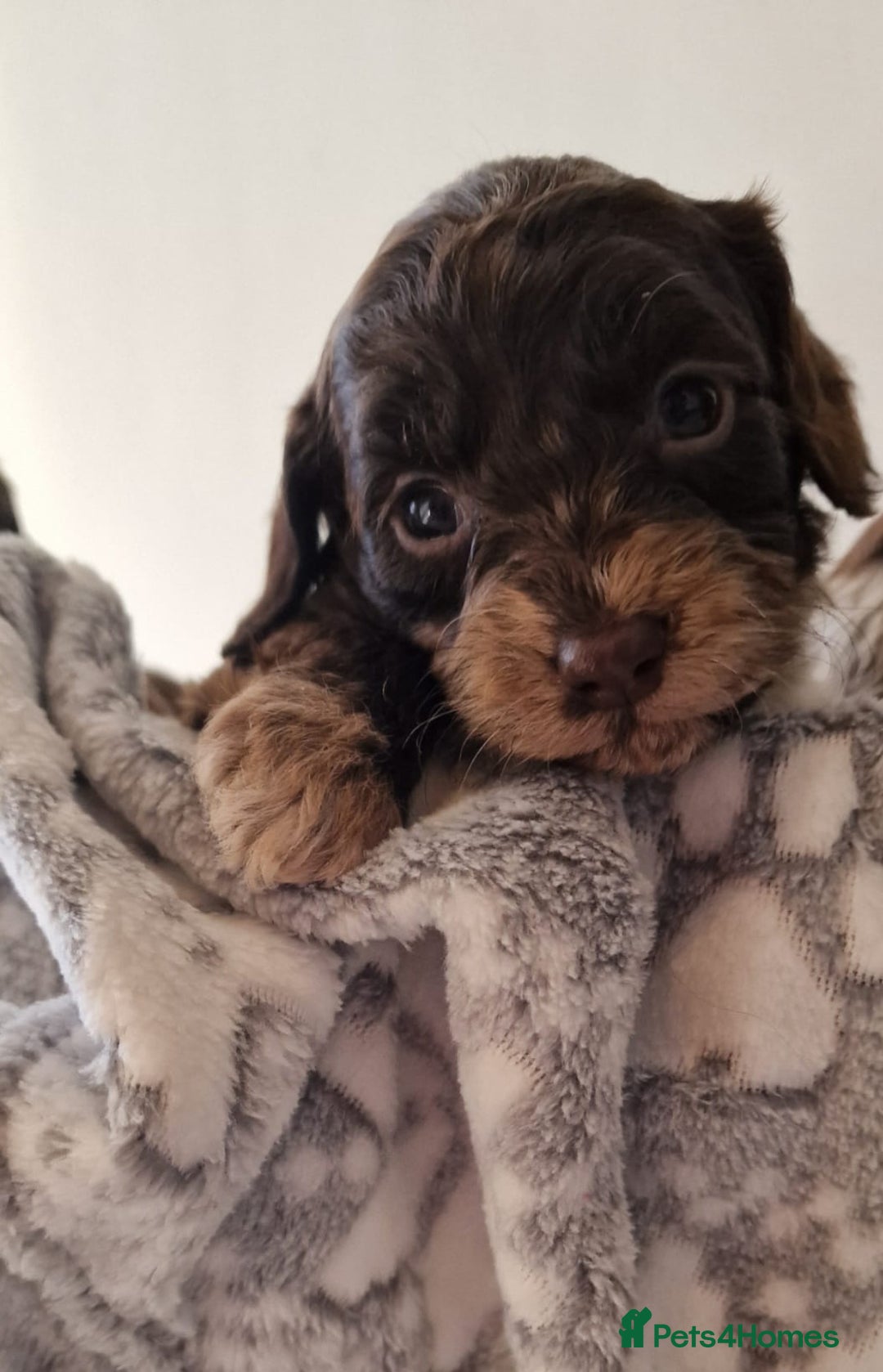 Cockapoo dogs for sale: F1 show type miniature cockapoo  - Image 11