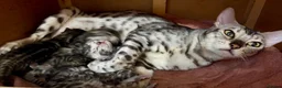 Bengal cats for sale: 4 gorgeous female Bengal kittens ready to reserve - Advert 15