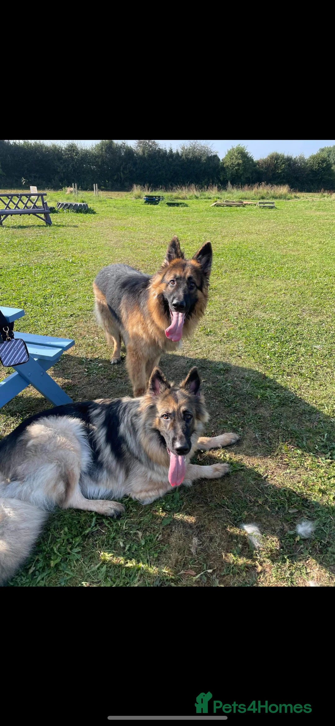 German Shepherd dogs for stud: German shepherd for stud.  in Wrexham - Advert 7