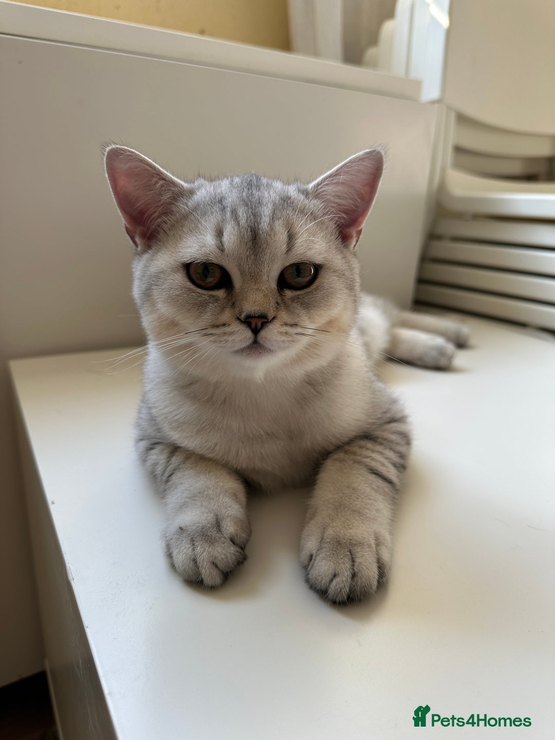 British Shorthair cats for sale: Gorgeous British Longhair & Shorthair Kittens - Advert 19