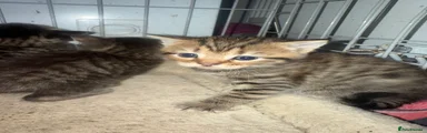 Mixed Breed Kitten 5