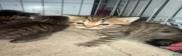Mixed Breed cats for sale: 7 beautiful kittens mixed mainecoon  - Advert 2