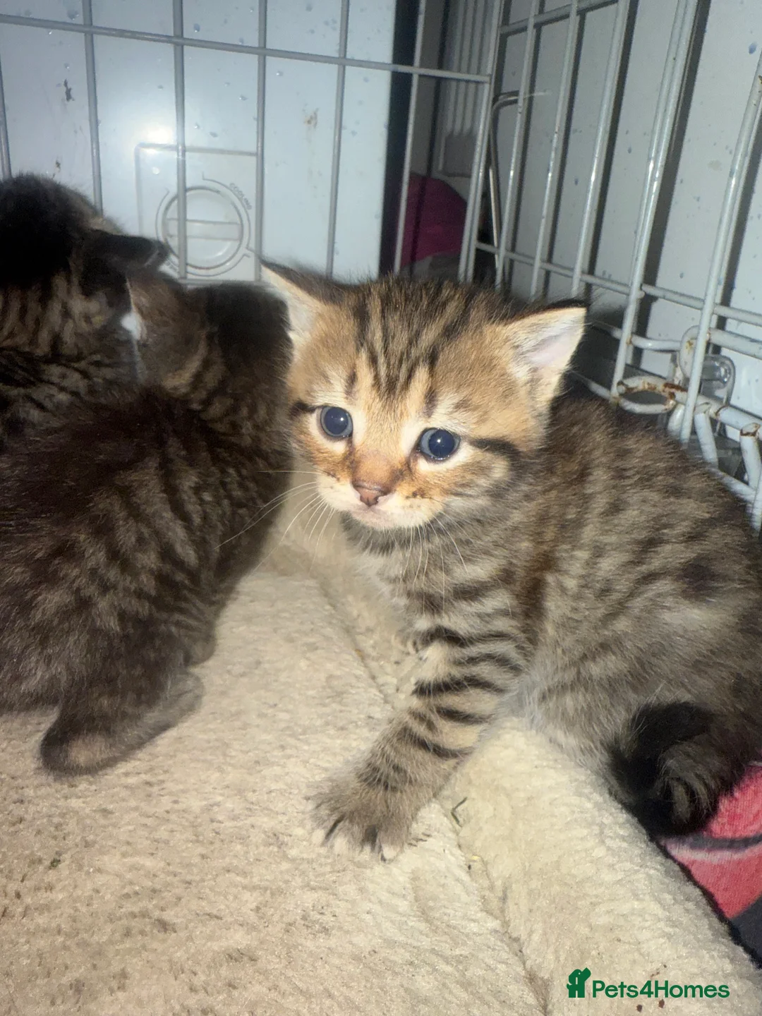 Mixed Breed cats for sale: 7 beautiful kittens mixed mainecoon  - Advert 2
