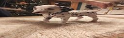 Dalmatian dogs for sale: Ready now - Champion Boys in the making!! - Advert 38