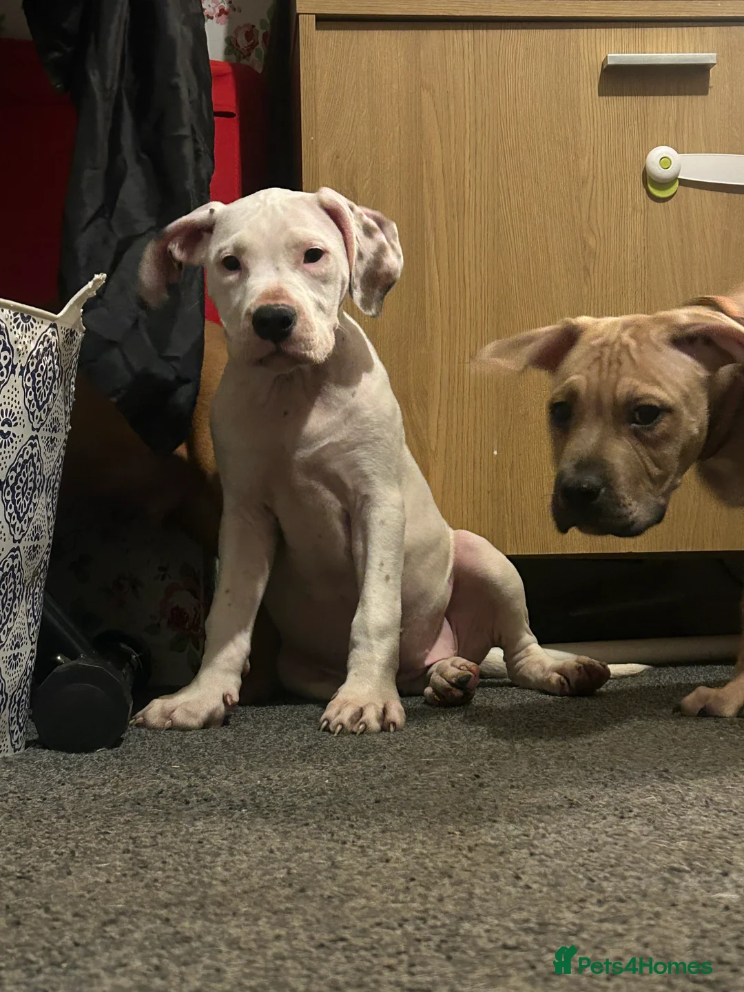 Mixed Breed dogs for sale: american bulldog cross staff - Advert 2