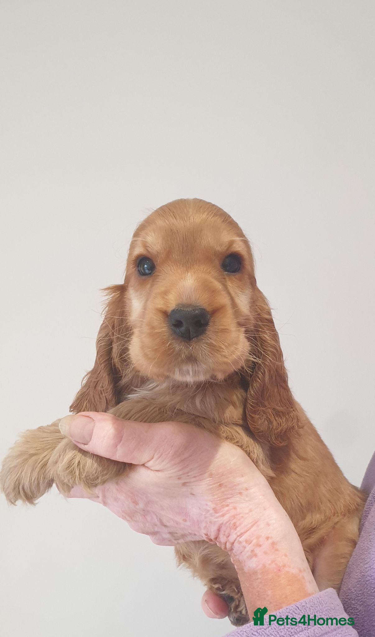 Cocker Spaniel dogs Show line K.C Cocker Spaniel Puppies  - Advert 1