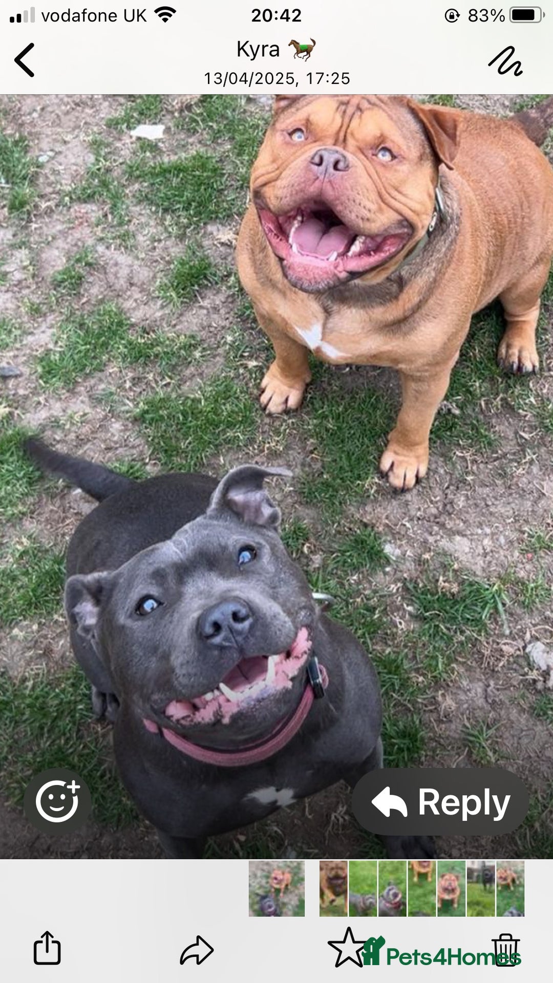 Staffordshire Bull Terrier dogs for sale: Exceptional Champion Pedigree, beautiful blues!! - Image 23