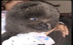 Chow Chow dogs for sale:  KC registered Chow Chow puppies for sale.🤗 - Image 1