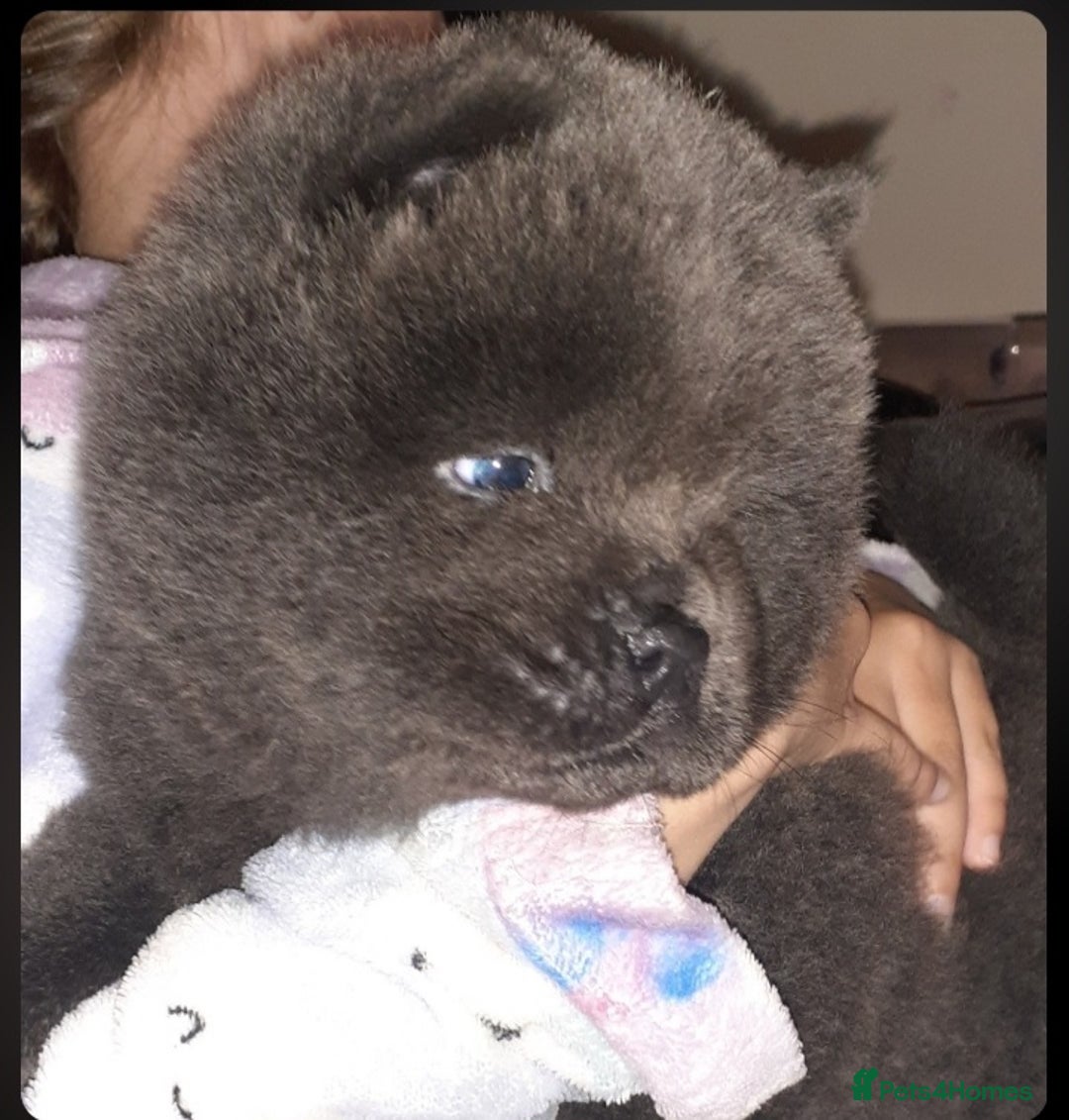 Chow Chow dogs for sale:  KC registered Chow Chow puppies for sale.🤗 - Image 1