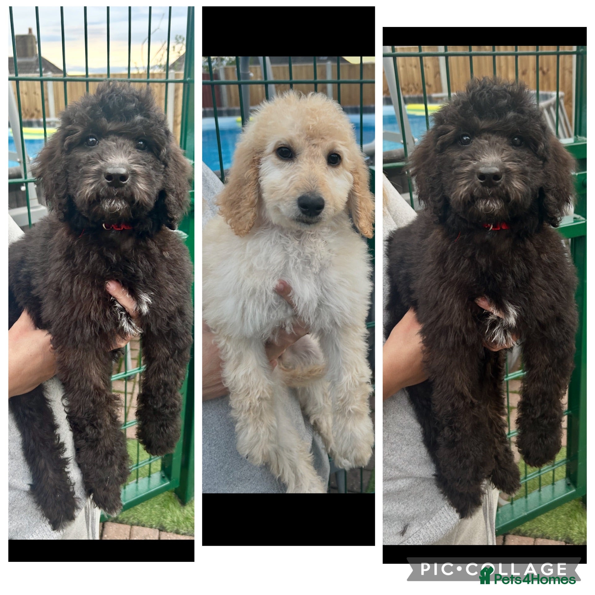 Labradoodle dogs Chunky health tested f1bb standard labradoodles  - Advert 1