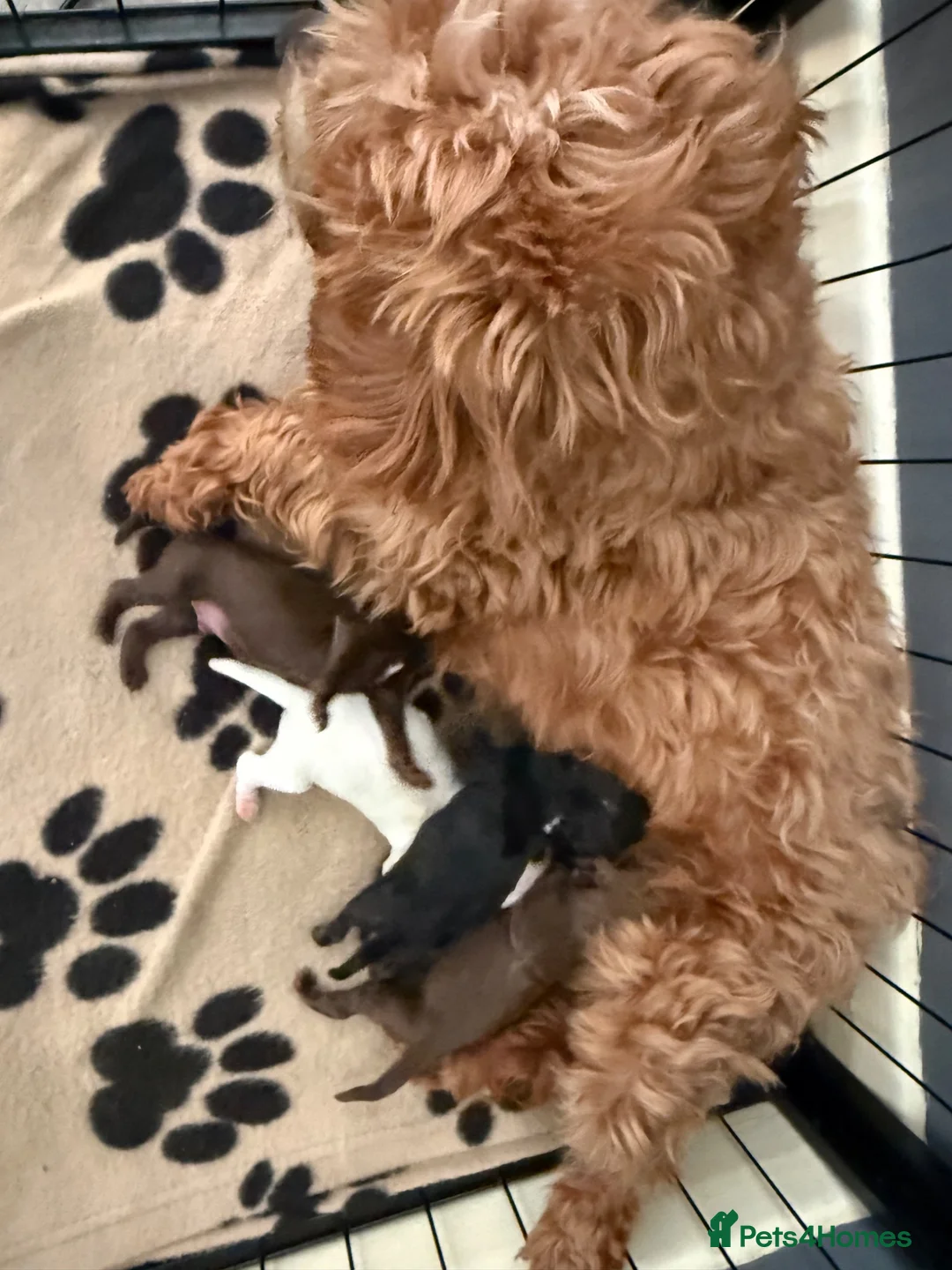 Cockapoo dogs for sale: Adorable cockapoo puppies  - Advert 2