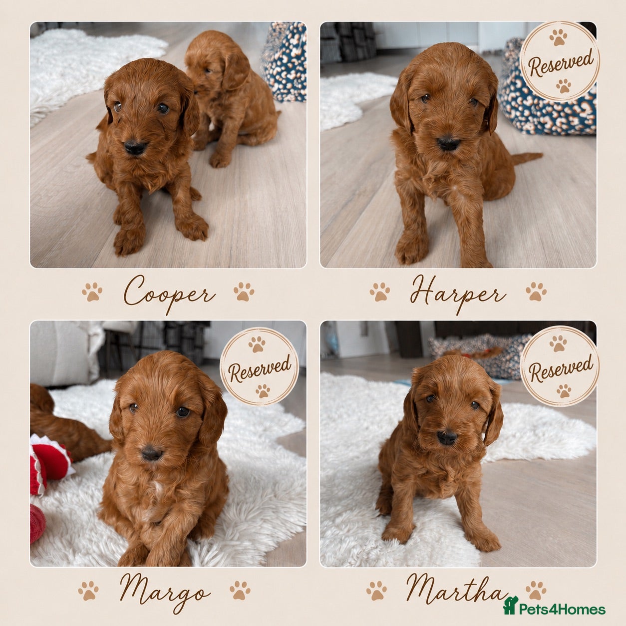 Australian Labradoodle dogs for sale: *LAST PUPPY* - Australian Labradoodles Puppies 🐾 - Advert 1