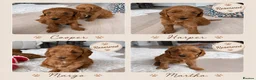 Australian Labradoodle dogs for sale: *LAST PUPPY* - Australian Labradoodles Puppies 🐾 - Advert 1