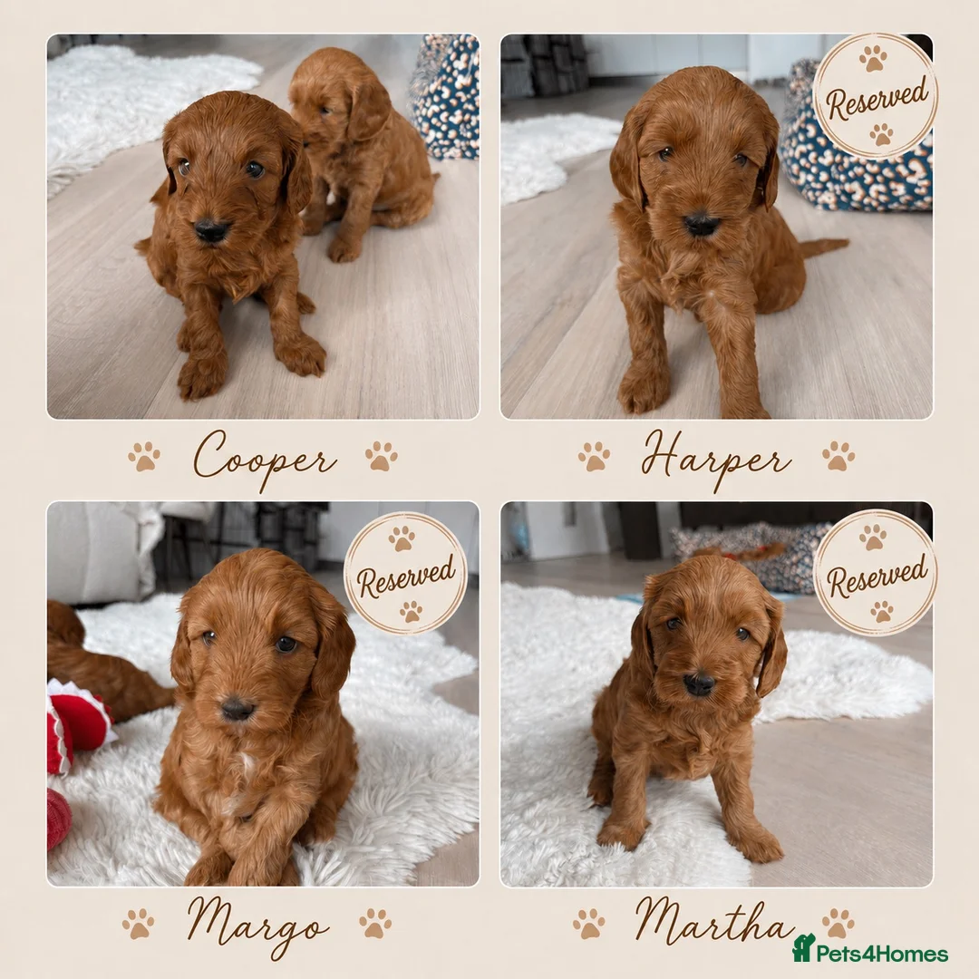 Australian Labradoodle dogs for sale: *LAST PUPPY* - Australian Labradoodles Puppies 🐾 - Advert 1