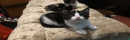 British Longhair cats for sale: Kittens in Leeds - Advert 3