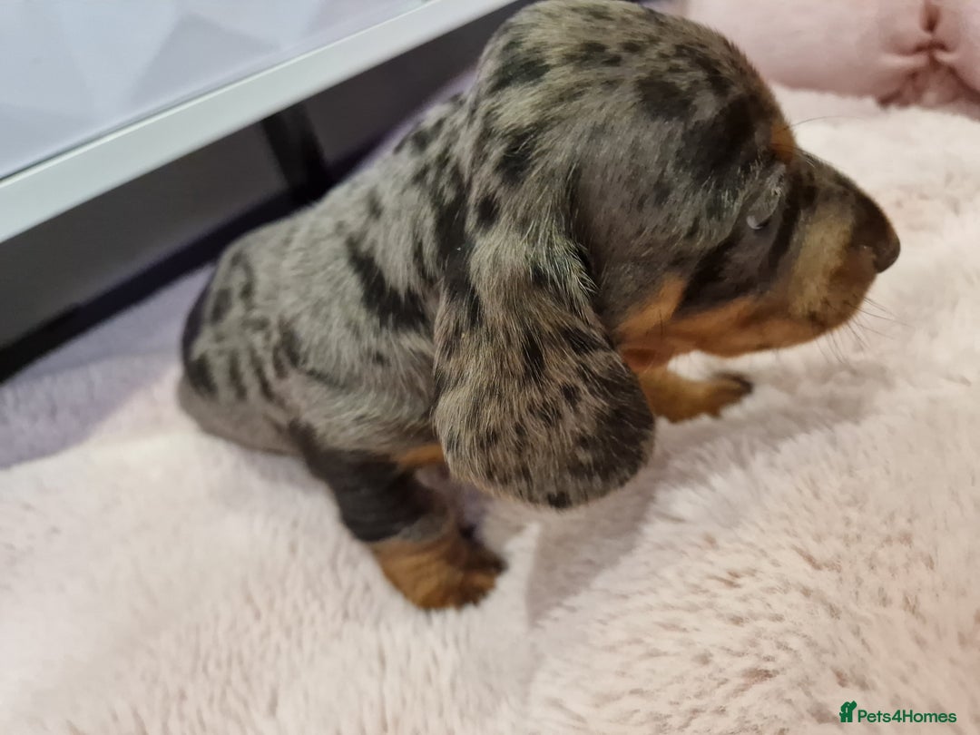 Miniature Dachshund dogs for sale: Available now💕🐾miniature dachshund  - Image 5