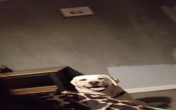 Labrador Retriever dogs for sale: Ava labrador - Image 1