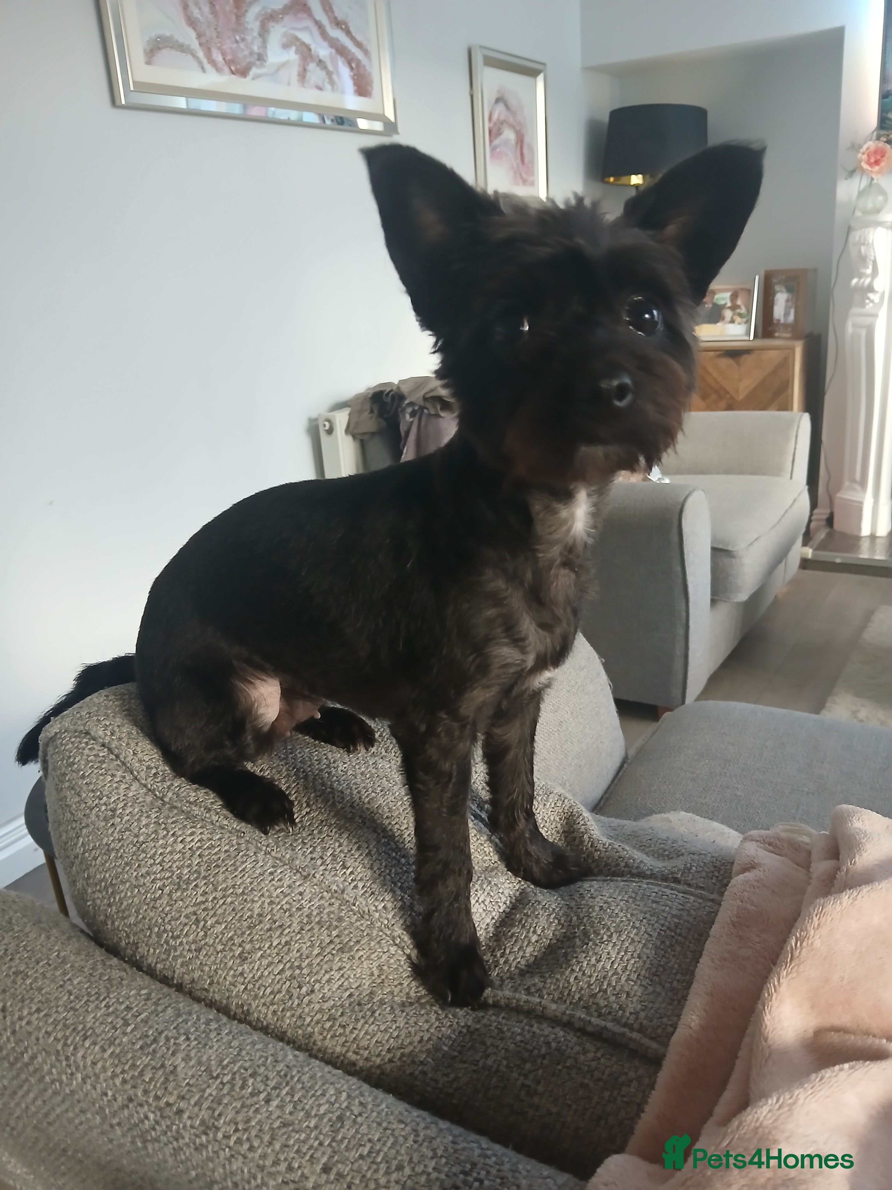 Chipoo dogs Chipoo  - Advert 7