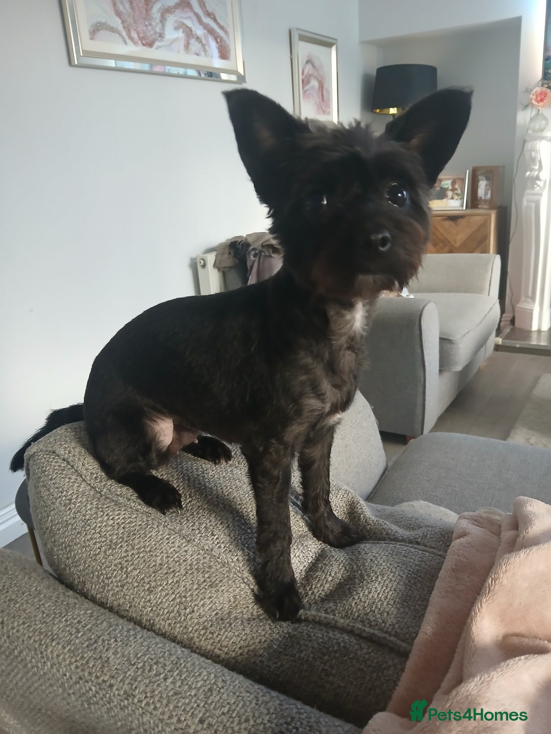 Chipoo dogs for sale: Chipoo  - Advert 1