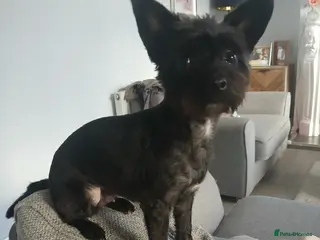 Chipoo dogs Chipoo - Advert 13