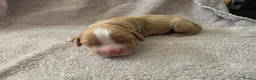 Cocker Spaniel dogs for sale: Cocker spaniel puppies  - Advert 6