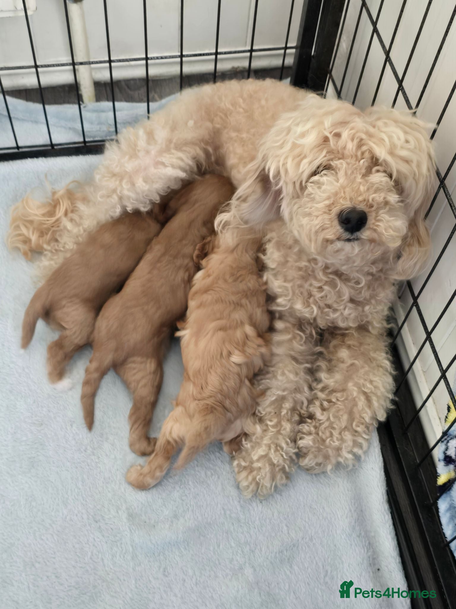 Cavapoo dogs Beautiful F1 Cavapoo Girls - Advert 6