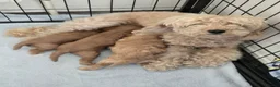 Cavapoo dogs for sale: Beautiful F1 Cavapoo Girls - Advert 1