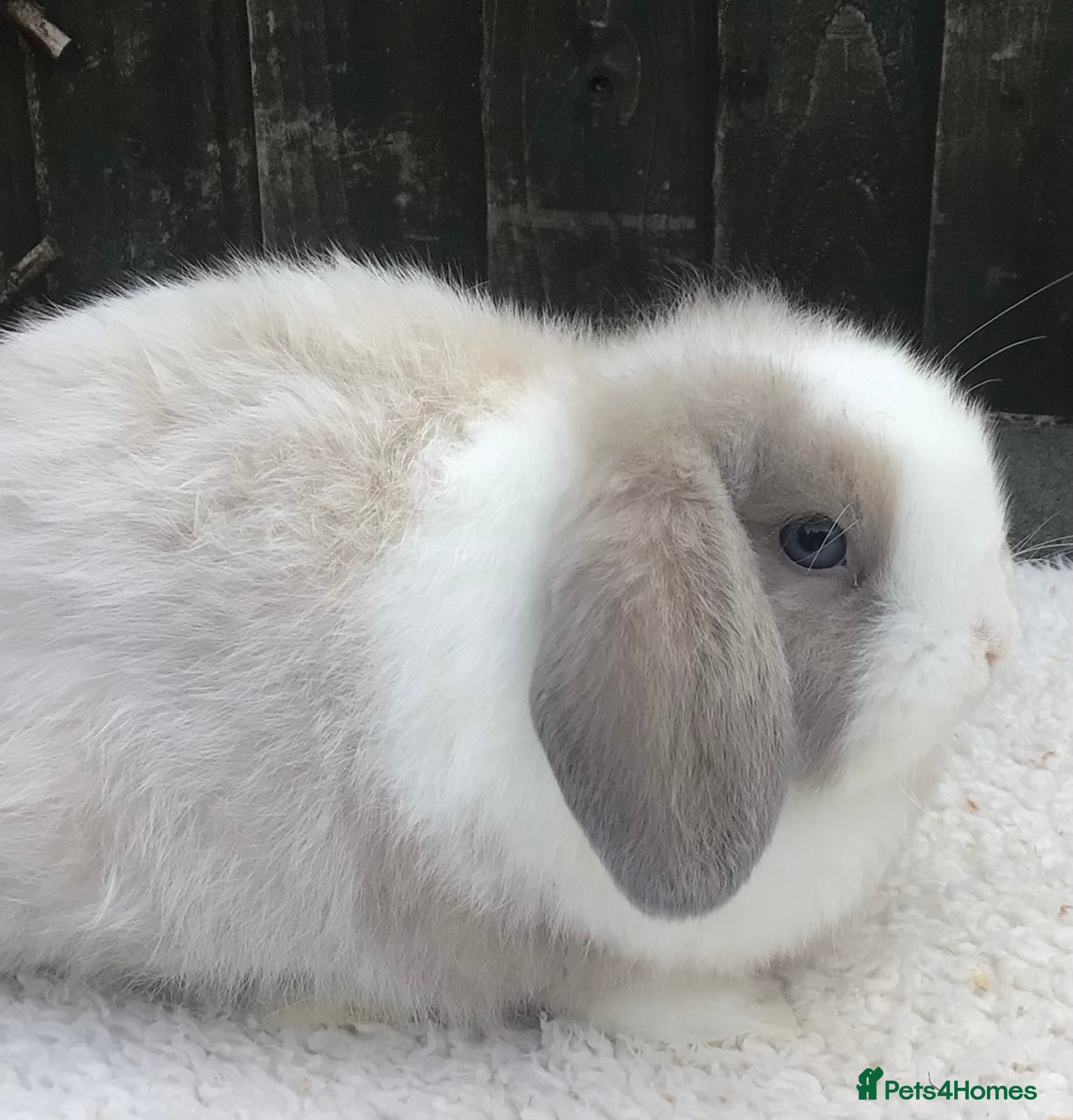 Mini Lop rabbits Mini lop buck - Advert 2