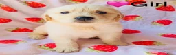 Labrador Retriever dogs for sale: Labradore retriever Puppys  - Advert 8