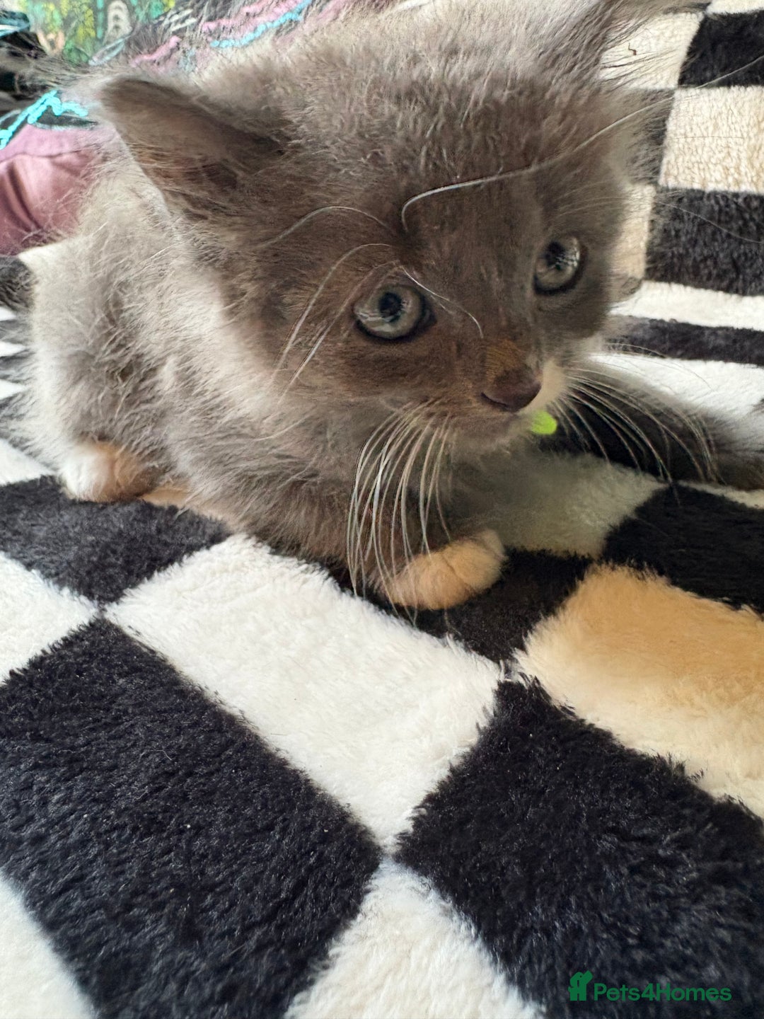 Persian cats for sale: Persian x ragdoll kittens all boys  - Image 5