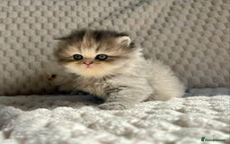 Persian cats for sale: 4 Beautiful Pure Persian Kittens PKD Neg - Image 18