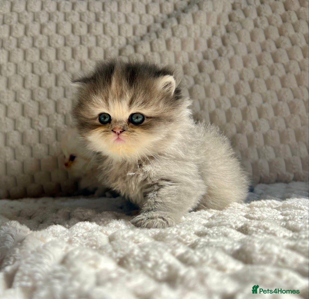 Persian cats for sale: 4 Beautiful Pure Persian Kittens PKD Neg - Image 18