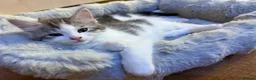 Mixed Breed cats for sale: 3 beautiful kittens ready to leave  - Advert 13