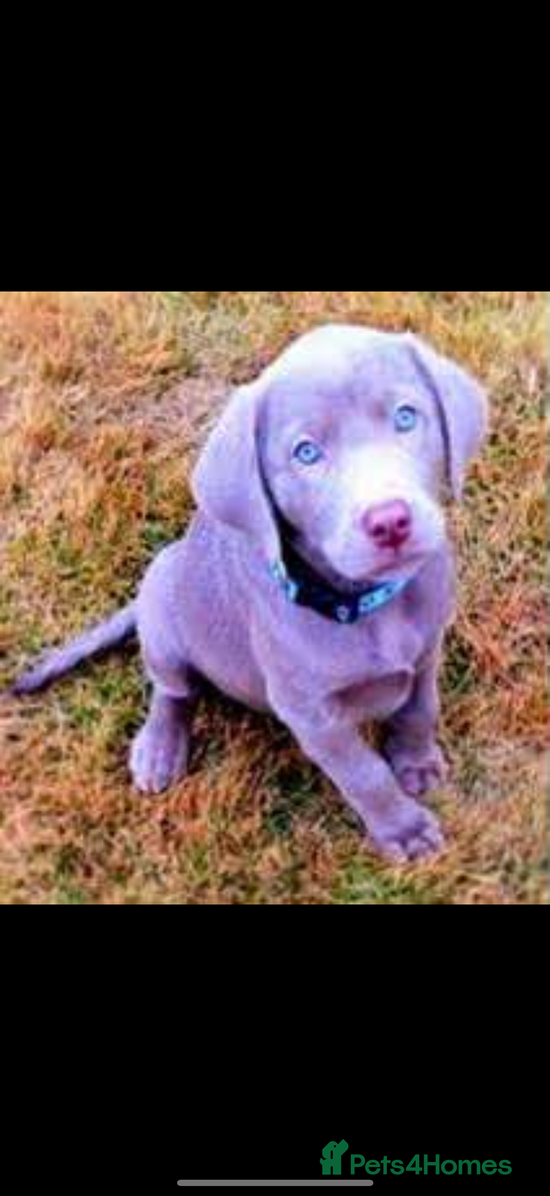 Labrador Retriever dogs for sale: Silver Labrador puppy’s  - Image 1
