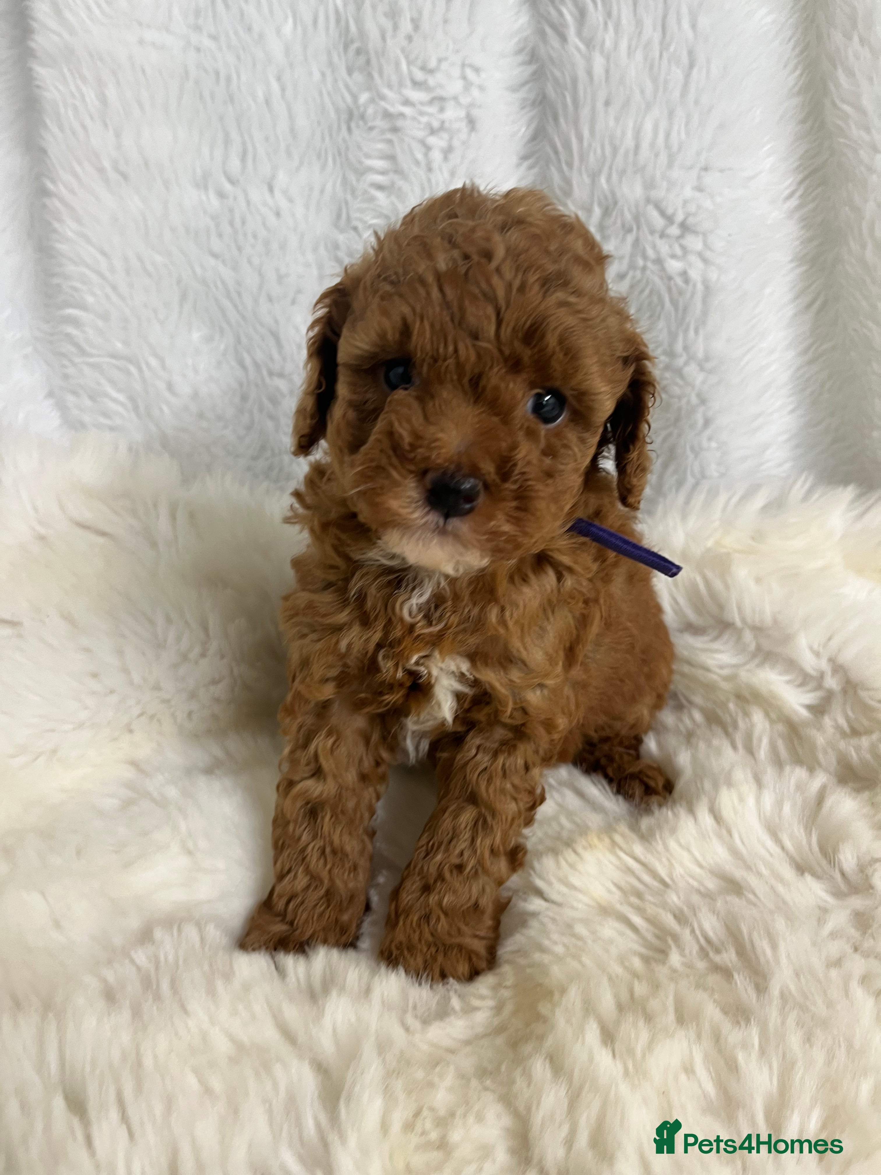Cavapoo dogs ⭐ Top quality, health tested Toy Cavapoo babies ⭐ - Advert 2