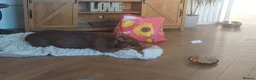 American Bully dogs for sale: Female pocket bully - Advert 1