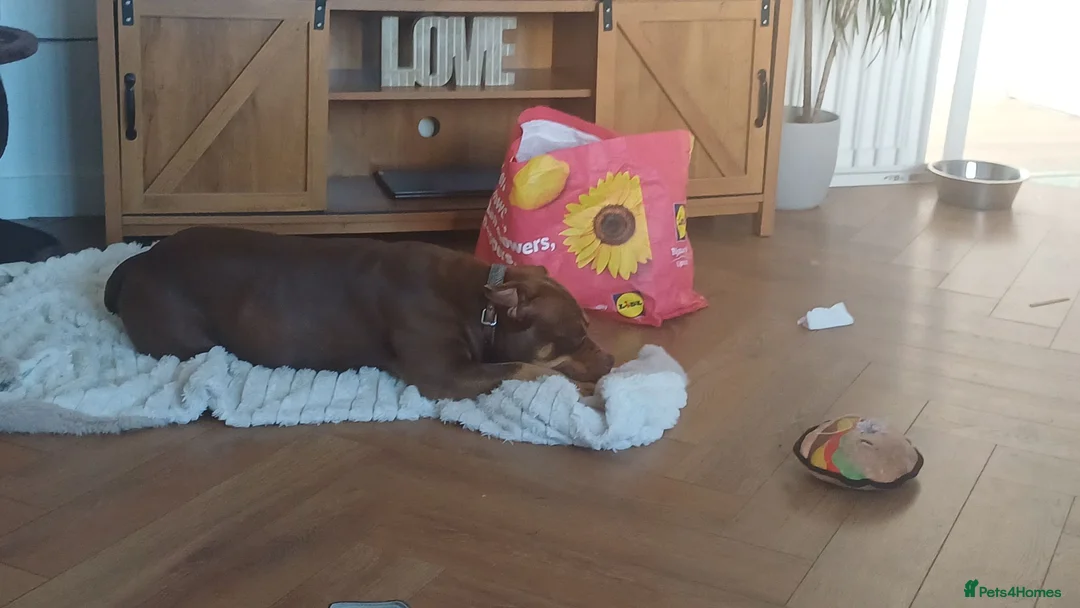 American Bully dogs for sale: Female pocket bully - Advert 1