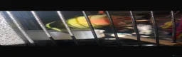 Lovebirds birds for sale: Love bird rehoming in Warrington - Advert 2