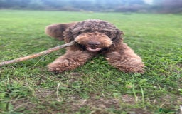 Bernedoodle dogs for sale: HEALTH TESTED DOUBLE DOODLES - Image 14